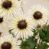 White parsley bouquets, fresh flower arrangements, decorative items for the living room, bedroom, and tabletop Application Scenario